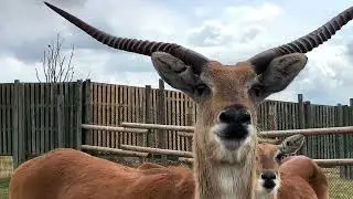 West Midland Safari Park Vlog