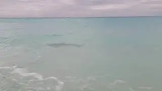 Requin à Cayo Largo/ Shark at Cayo Largo Cuba