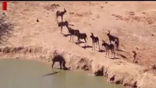 Wild animals fight to death - the animals world - hd - 08 - 2017