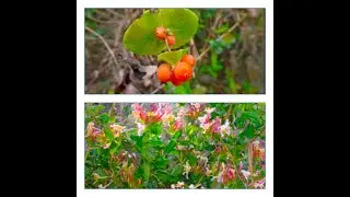 The evergreen honeysuckle  Lonicera implexa   by  Theo