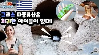 [EN]그리스 파충류샵은 한국과는 다르네요ㄷㄷ...  Greece reptile shop tour