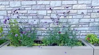 garden video
