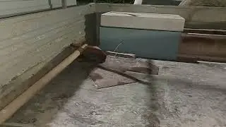 Zapallar. Хоразм. Урганч райцентр водник