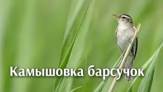 Камышовка барсучок.