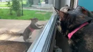 Why do these sounds keep lining up perfectly! #cats #catsoftiktok #rescuecat #catsarefunny #tiktokca