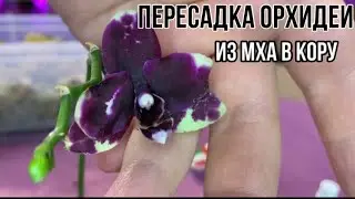 Orchid transplant from moss to bark || Mini orchid its fate and history || Fast and detailed tran...