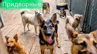 Про придворных, новую собаку и Цезаря
