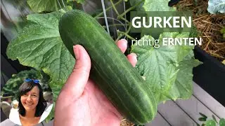 Wie Gurken ernten und pflegen? - 3 kurze Gurken Tipps