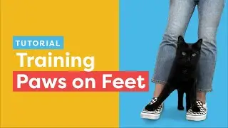 Teach Your Cat The Paws On Feet Trick