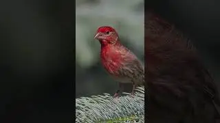 House Finch.  #birds #animalphotos #wildlifephotography #short. #birdingShort