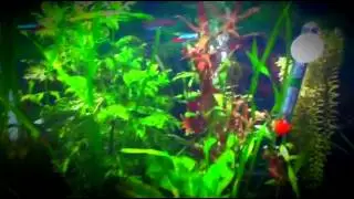 Neon Tetra Care! (Aquarium007)