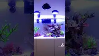 tank inspiration #aquarium #saltwateraquarium #marineaquariumsetup #marinefishtank #reeftank #corals