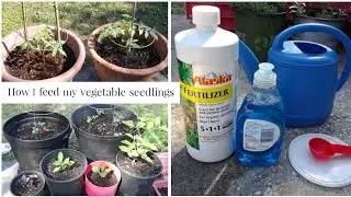 How to fertilize seedlings organically, after transplanting them in the garden🍃