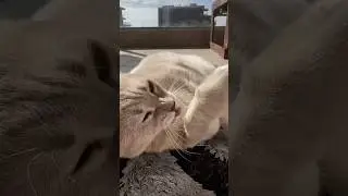 Мы коты… #юмор #cat #прикол