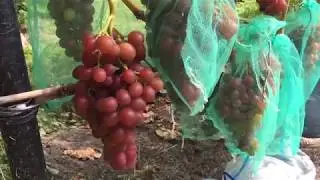 Достигання винограду на Львівщині (вересень)