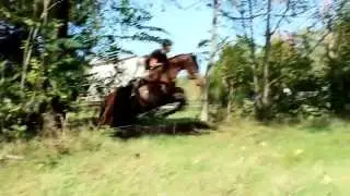 Thoroughbred Horses For Sale. Eventer Prospect 2008 Gelding