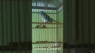 Trucuk gacor untuk masteran dan pikatan burung liar