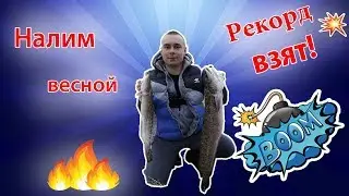 Рекорд взят!!! ловля налима на донки
