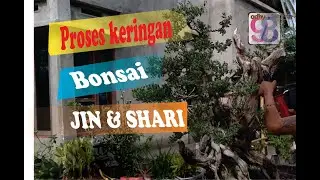 ngejin bonsai/ deedwood bonsai santigi