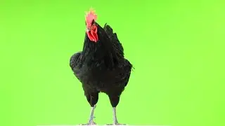Black Australorp Chicks Farming Hen Full 4KHD Video United Kingdom and Austria