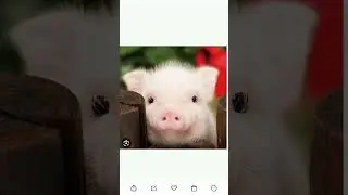 птички летят бомбить💣 поросят