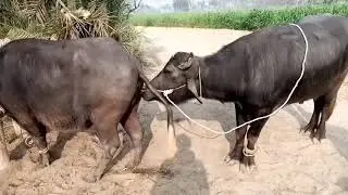 Buffalo meeting close up/ dairy faram buffalo meeting  feb 20/ 2021//