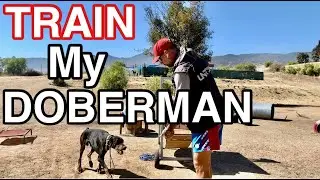 HELP ME TRAIN MY DOBERMAN!