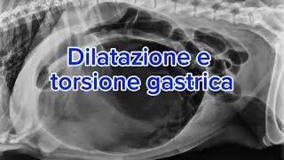 Conosci la dilatazione e torsione gastrica?