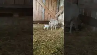 Катумская овца родила двойню. Белая ярочка и темно- бурый баранчик