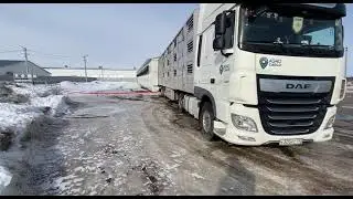 Погрузка свиней в Толбе Нижегородская область