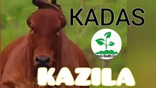 Kadas... kazila  full song #nkakweepela #kazila #bestzambianmusician2023 #afromusic #amapianomix2023