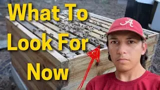 Beekeeping | What We should Be Looking for In Our Beehives In October!!