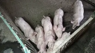 Що потрібно для початку у свиноводстві? Відповіді на запитання
