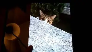 Minú che miagola