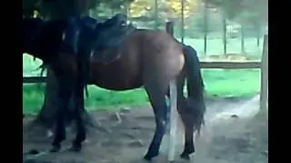 ЧУДО-КОНЬ  ;)))