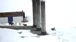 Ракетницей по медведю
