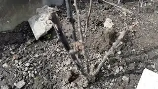 Сколько ВЫМЕРЗЛО РОЗ ?