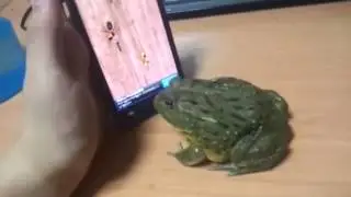 Жаба і муравлі