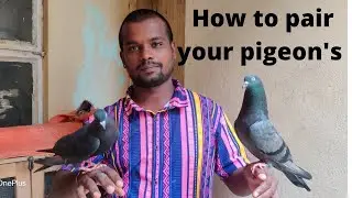 how to pair your Parava karnapura pigeon's  கர்ணபுரவை ஜோடி சேர்ப்பது எப்படி 