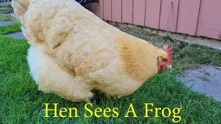 Do chickens eat frogs?