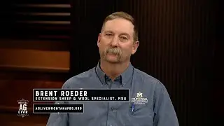 Today's Sheep In Montana | Montana Ag Live