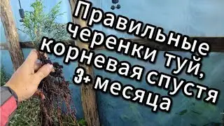 Корневая туй спустя 3 месяца , результатом останетесь довольны !