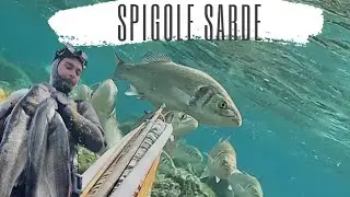 A SPIGOLE nel Nord della SARDEGNA
