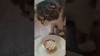 Др кота🤣