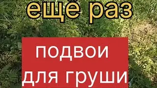 Подвои для груши.