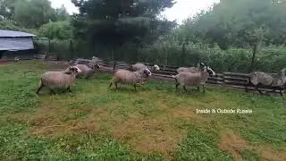 Можайский район. Бараньи и овечьи бега.