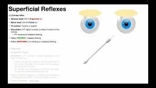 Corneal Reflex | Procedure & Results Interpretation