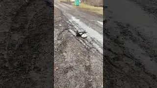 Селезень топчит утку, будут яйца значит 
