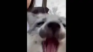dya
