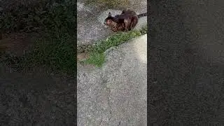 27 June 2024 Пасу кота соседке по имени фройд
